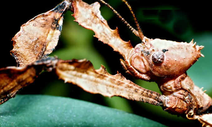 Extatosoma tiaratum