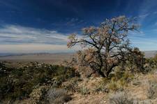 Mojave Desert 2