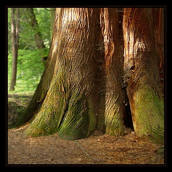 Park Dendrologiczny