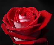 My Love is Like A Red Red Rose