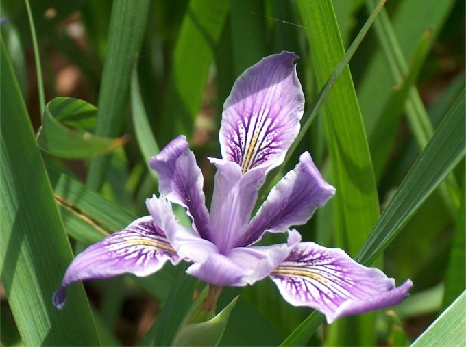 IRIS