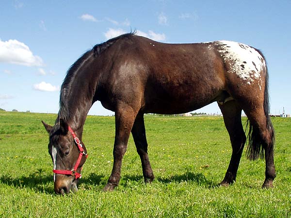 Konik z plamka