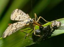 Panorpa communis. (Gościnnie Musca domestica)