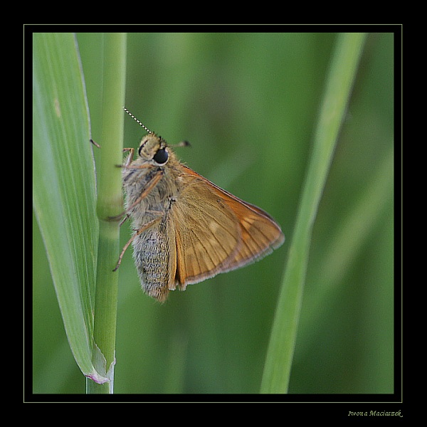 Butterfly, czyli latające masełko