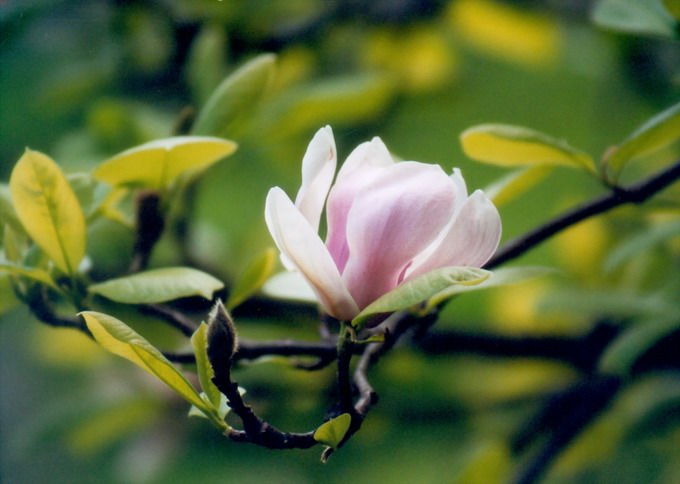 magnolia