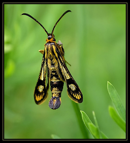 Chamaesphecia empiformis