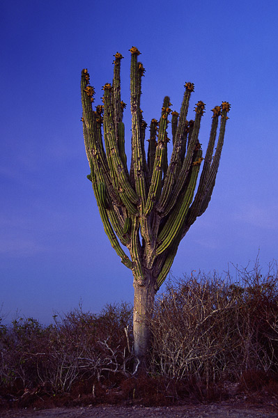 Cardón