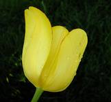 Tulipan