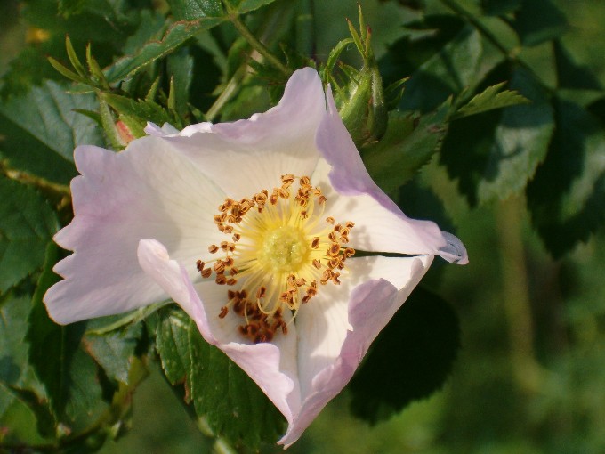 Rosa canina