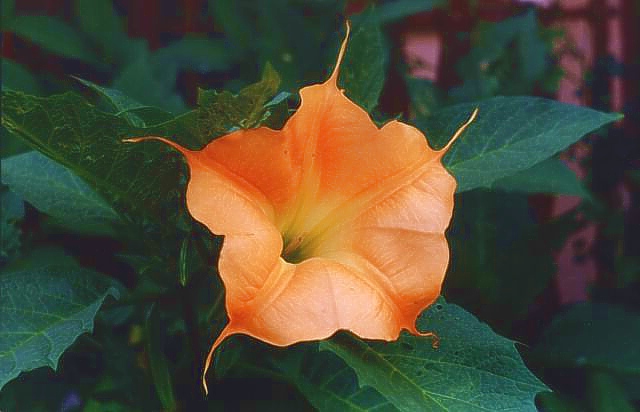 Datura