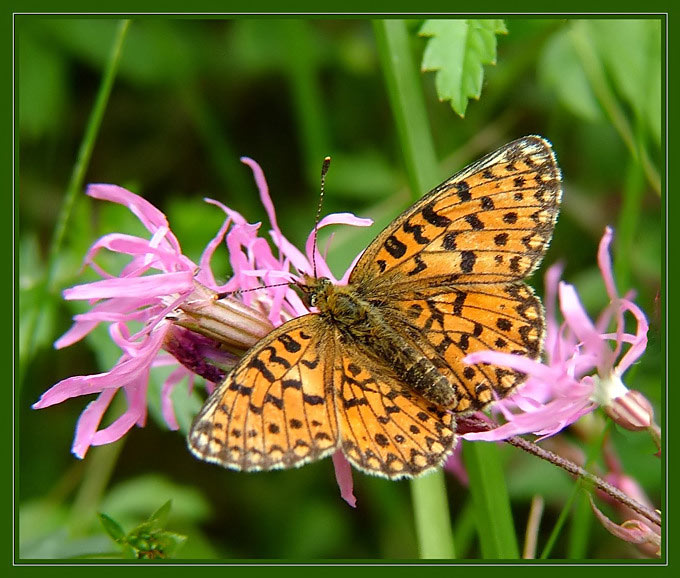 Dostojka selene ( Boloria selene )