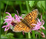 Dostojka selene ( Boloria selene )