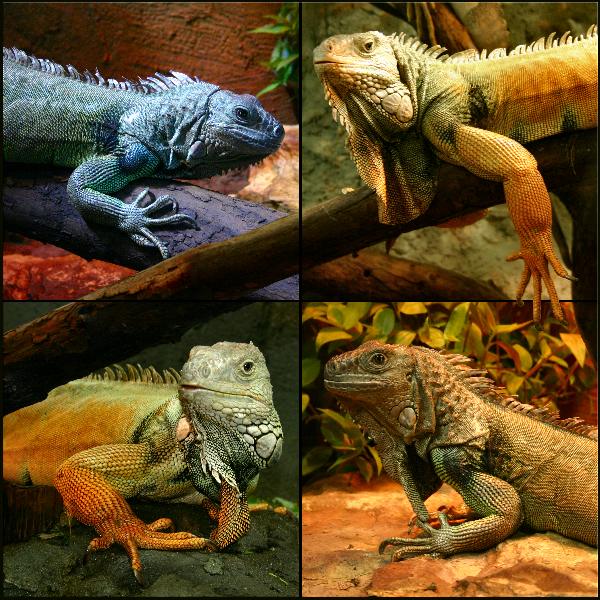 Iguana Beauty