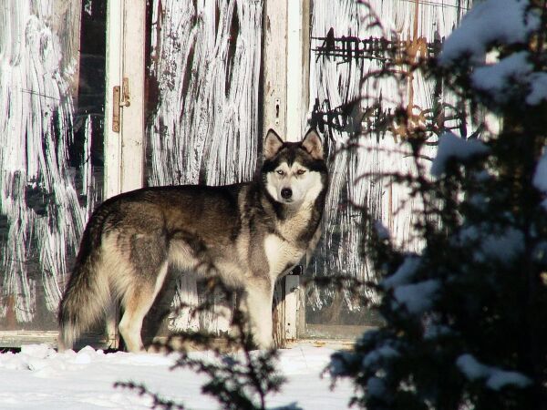 husky