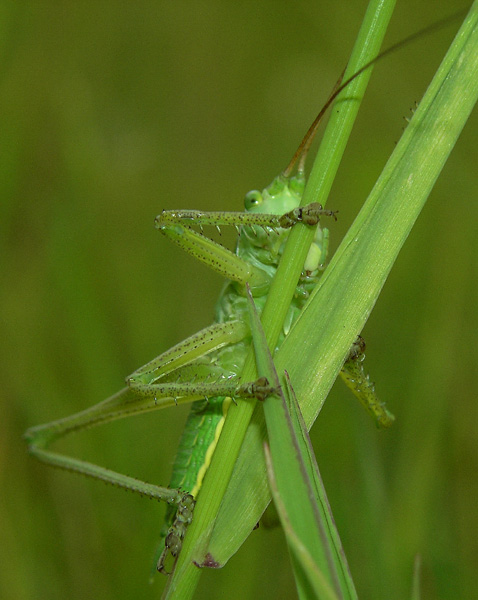 pasikonik