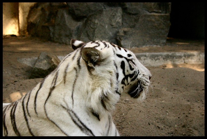 Panthera Tigris Sumatrae