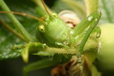 Tettigonia Virdissima (zdziwiony)