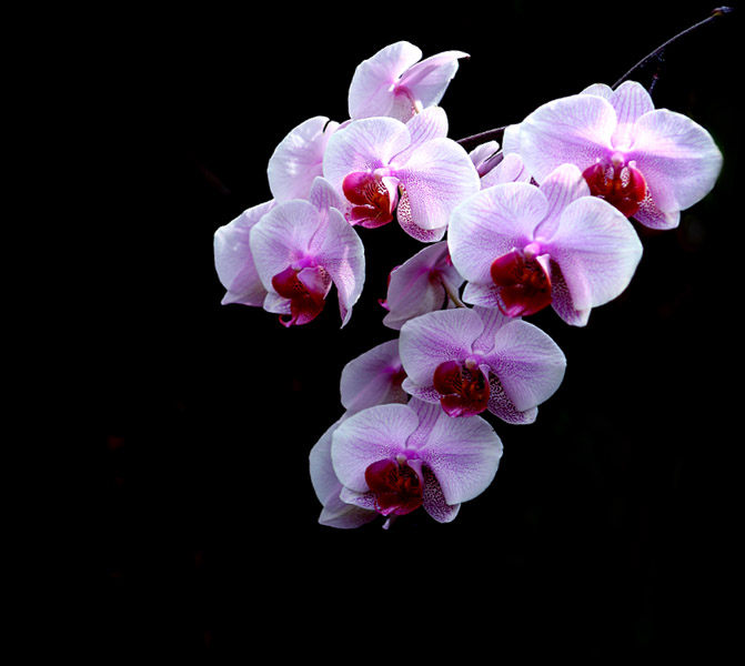 orchidea