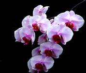 orchidea