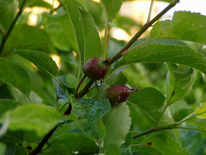 Jabłko