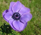 anemonek