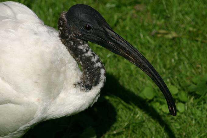 Ibis