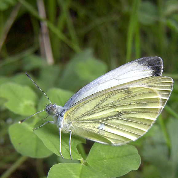 beautiful butterfly end...