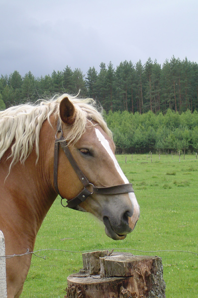 konik