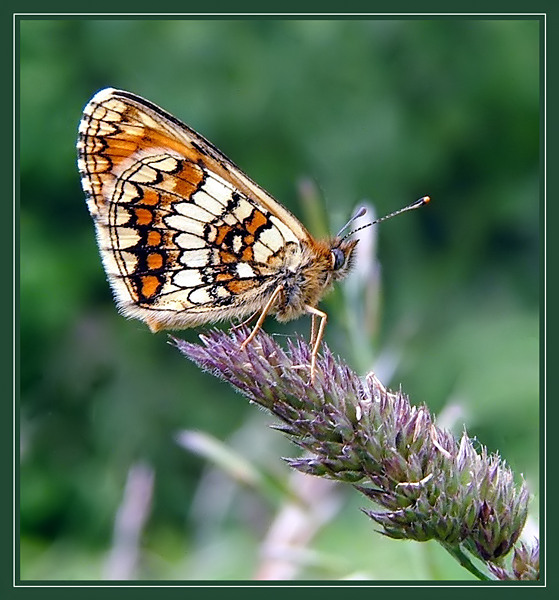 Przeplatka atalia