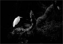 White Heron