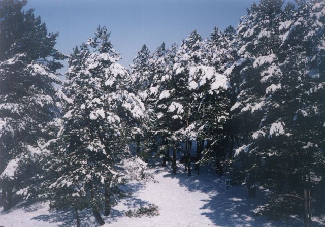 winter behind my window