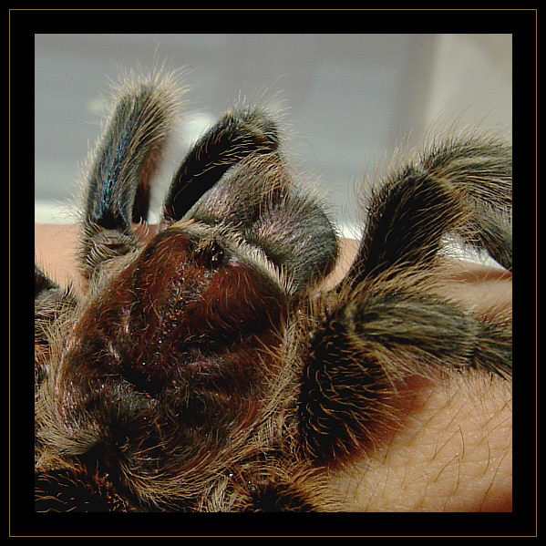 Grammostola rosea