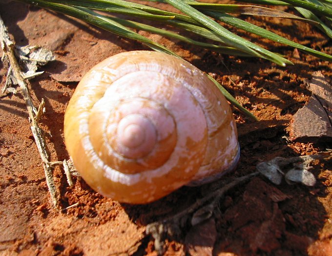 Ślimak na wakacjach