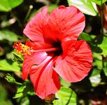 hibiscus