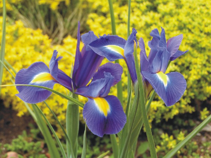 irises