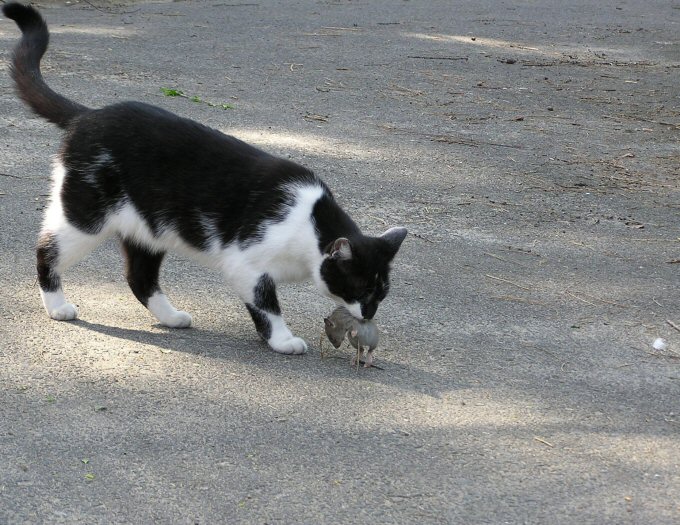 ...bo cie złapie KOTek bury