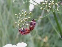 Strojnica baldaszkówka (Graphosoma lineatum)