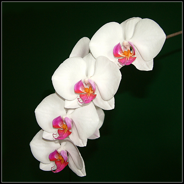 Phalaenopsis