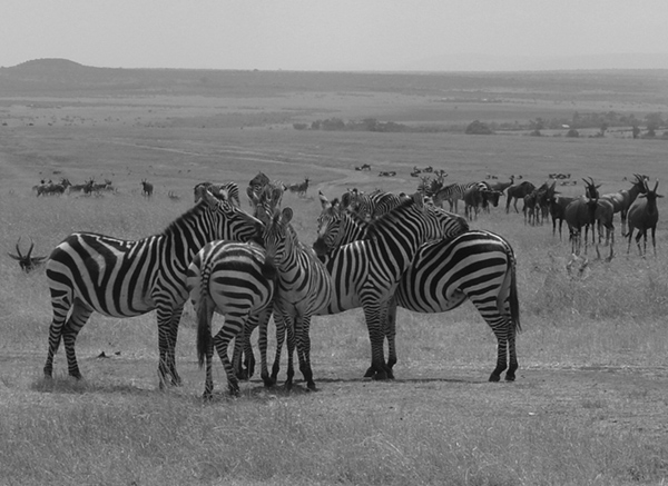 kenya wildlife