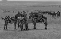 kenya wildlife