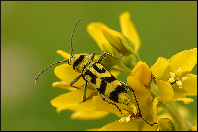 żółtek