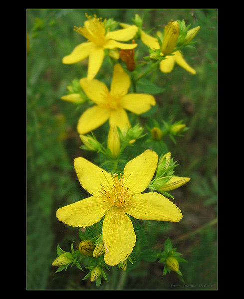 Dziurawiec lekarski (Hypericum perforatum)