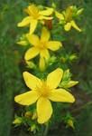 Dziurawiec lekarski (Hypericum perforatum)