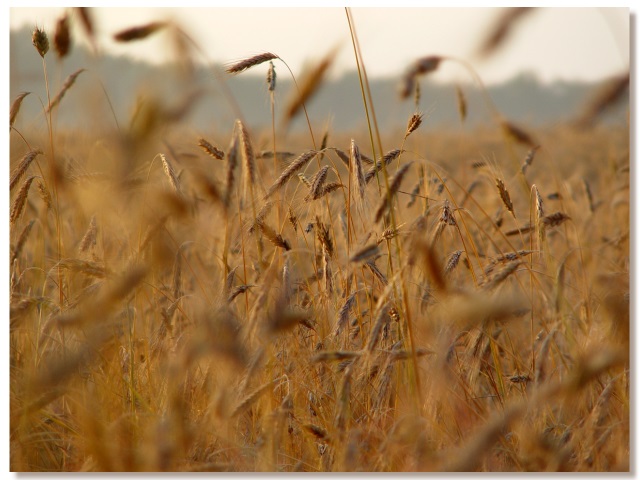 Field of Dreams