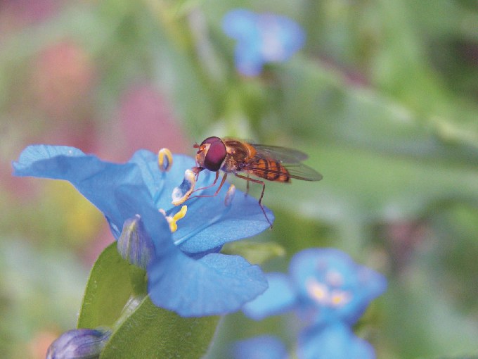 Komelina and a little bee