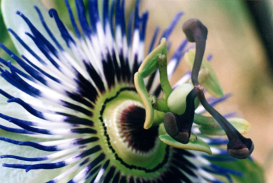 Passiflora - mój debiut na plfoto