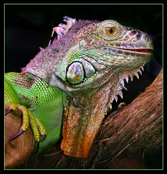 Iguana Iguana