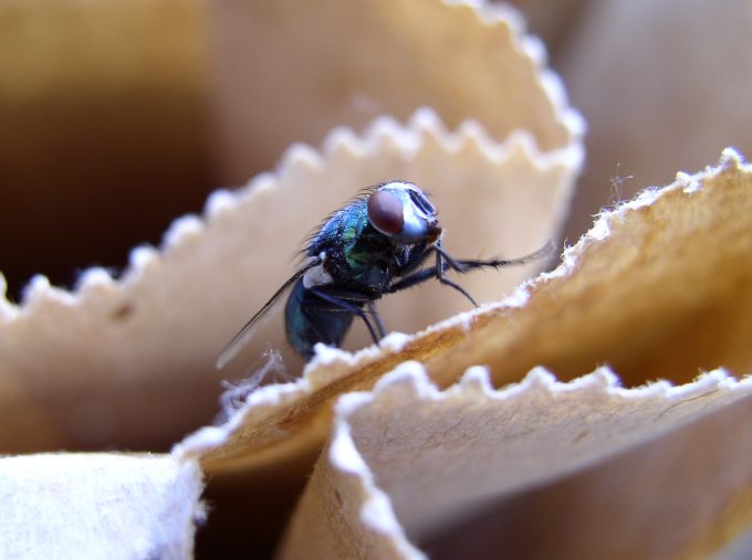 The Fly