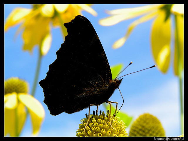 Czarny motyl