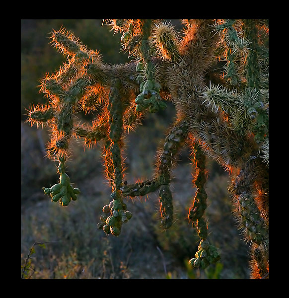 Jumping Cholla wieczorowa pora